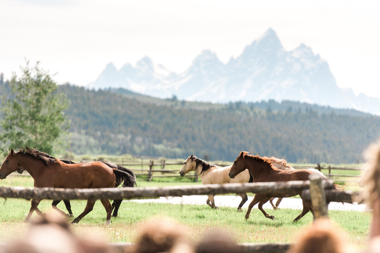 Horses running during a wedding ceremony at diamond cross ranch in wyoming